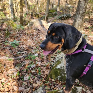 Team Page: Trail Hounds